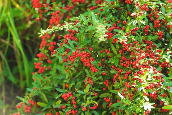 Shrub Red Berries Hawthorn Rest Georgia Botanical Garden Batumi Walk — Stock Photo, Image