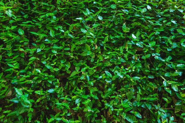 Textura Plantas Escalada Verde Descanse Geórgia Jardim Botânico Batumi Caminhada — Fotografia de Stock