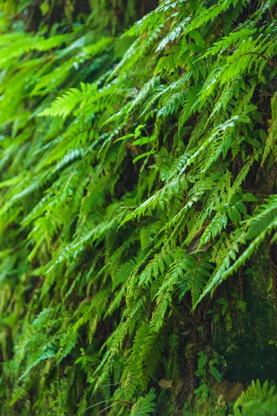 緑のシダの茂み ジョージアで休んでバトゥーミの植物園 公園を歩けシダの食感 — ストック写真