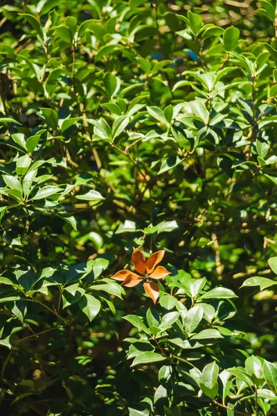 緑のみかんを持つ木 バトゥーミの植物園を歩く ジョージアで休んでグルジアのみかん — ストック写真