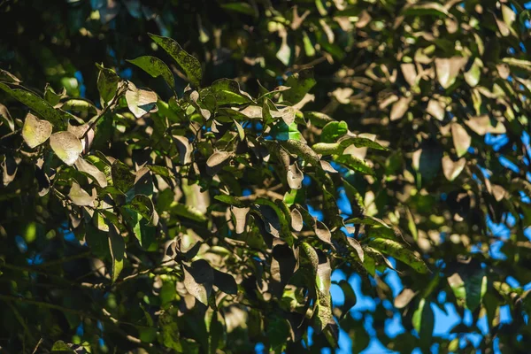 Boom Met Groene Mandarijnen Loop Door Botanische Tuin Batumi Rust — Stockfoto