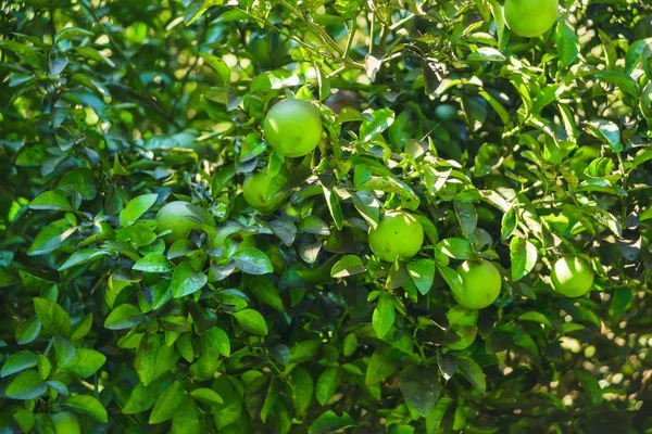 树与绿色橘子 穿过巴统植物园 在佐治亚州休息 格鲁吉亚橘子 — 图库照片