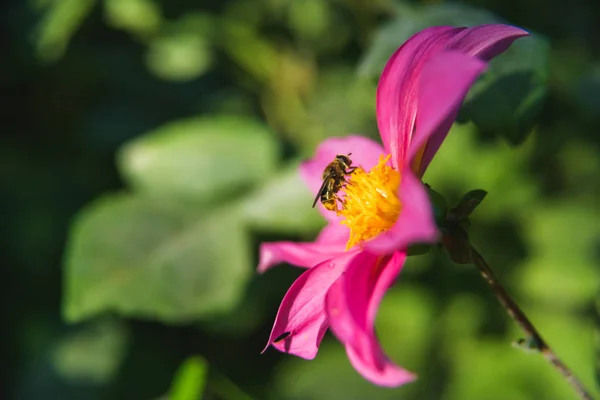 Fleurs Exotiques Dans Jardin Botanique Batoumi Reste Géorgie Fleurs Colorées — Photo
