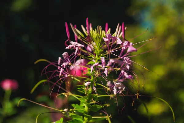 Exotické Květiny Botanické Zahradě Batumi Odpočívej Gruzii Barevné Květiny Pozadí — Stock fotografie