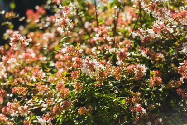 꽃관목 바투미의 식물원 조지아에서 공원에서 식물원에 — 스톡 사진