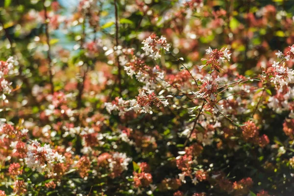 꽃관목 바투미의 식물원 조지아에서 공원에서 식물원에 — 스톡 사진