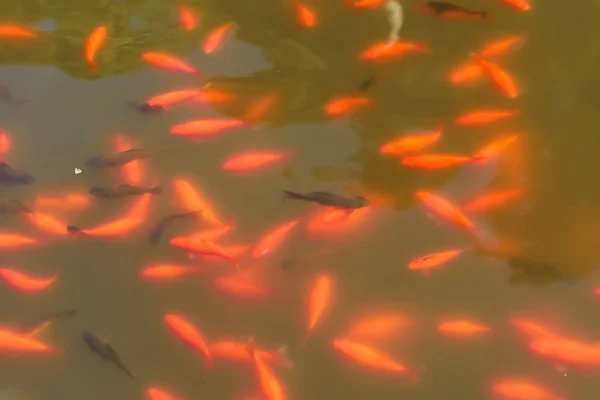 Orangefarbene Zierfische Teich Botanischer Garten Batumi Ruhe Georgien Spaziergang Park — Stockfoto