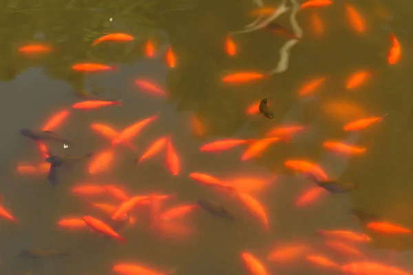 Orangefarbene Zierfische Teich Botanischer Garten Batumi Ruhe Georgien Spaziergang Park — Stockfoto