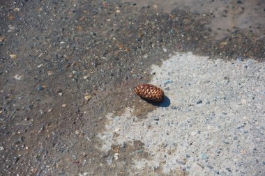 Kaldırımda yatan kahverengi köknar konisi. Isliyizli asfalt dokusu. Yolda su var. Islı yolda yatan bir tümsek.