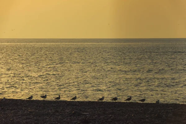 Aves Playa Atardecer Descanse Georgia Mar Negro Paseo Por Paseo — Foto de Stock