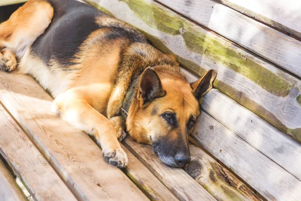 Cão Marrom Preto Encontra Banco Madeira Descanse Geórgia Raça Cão — Fotografia de Stock