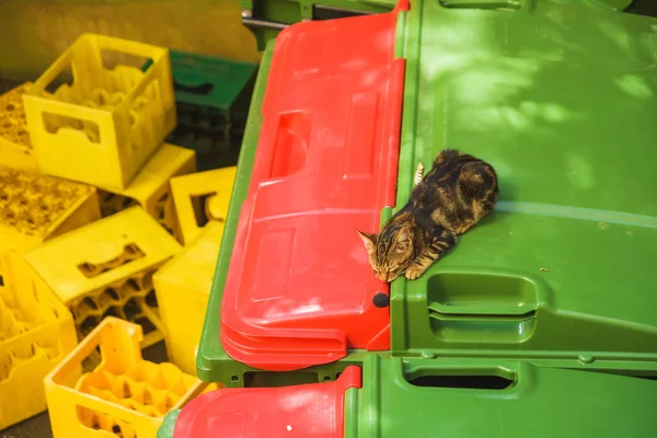 Braune Straßenkatze Auf Einem Müllcontainer Liegend Verlassenes Haustier Tiere Auf — Stockfoto