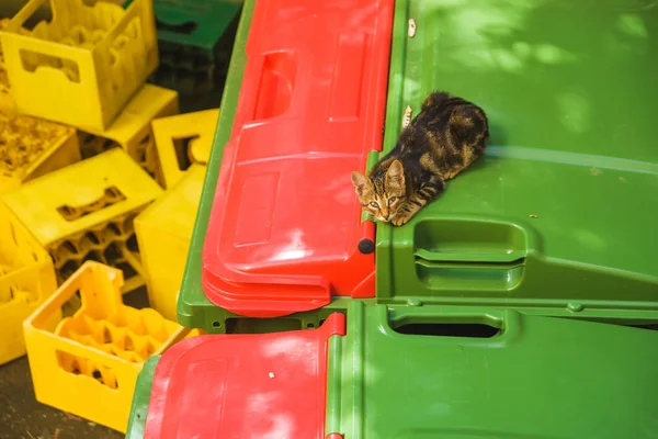 Hnědá Pouliční Kočka Ležící Popelnici Opuštěný Mazlíček Zvířata Ulicích Batumi — Stock fotografie