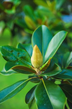 Klasik manolya ağacı. Magnolia Grandiflora çiçek yakın yukarı. Sahil ikliminde çiçekli ağaç.