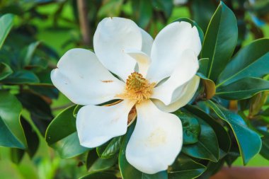 Klasik manolya ağacı. Magnolia Grandiflora çiçek yakın yukarı. Sahil ikliminde çiçekli ağaç.