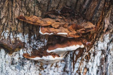 Ağaçta kuru mantar. Odunsu bitkilerin zararlıları. Kabuk dokusu. Ağacın kabuğu beyaz boyanmış.