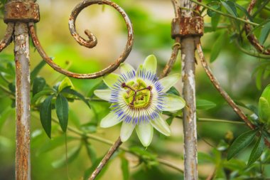 Fluffy passion fruit flower. Green plants on a rusty metal fence. The structure of the fruit flower. The texture of the rusty surface. Metal corrosion. clipart
