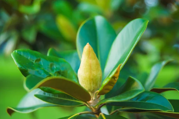 Classic magnolia tree. Magnolia grandiflora flower close up. Flowering tree in the seaside climate.