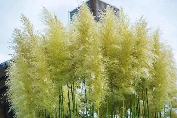 Trawa Pampas Ogrodzie Cortaderia Selloana Jest Rośliną Ogrodowa Rośliny Kwiatowe — Zdjęcie stockowe