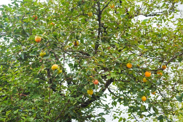 Caminhe Parque Batumi Árvore Verde Com Frutas Laranja Cáqui Descanso — Fotografia de Stock