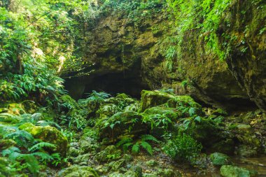 Ormanda küçük bir mağara. Yeşil yosun lu ve sarmaşıklı ağaçlar. Okatse Kanyonu. Georgia'da dinlenin. İmereti bölgesinde doğa.