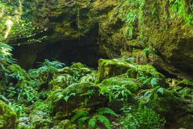 Ormanda küçük bir mağara. Yeşil yosun lu ve sarmaşıklı ağaçlar. Okatse Kanyonu. Georgia'da dinlenin. İmereti bölgesinde doğa.