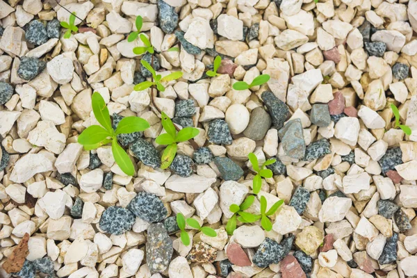 Zöld Növények Sziklás Talajon Textúrák Egy Többszínű Sziklás Utat Sétálni — Stock Fotó