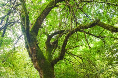 Imeretinsky ormanında yürüyün. Eski ağaç yeşil yosun ile kaplıdır. Georgia 'da dinlenin. Yeşil yosun ile bir ağacın kabuğu dokusu.