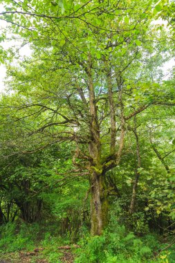 Imeretinsky ormanında yürüyün. Eski ağaç yeşil yosun ile kaplıdır. Georgia 'da dinlenin. Yeşil yosun ile bir ağacın kabuğu dokusu.