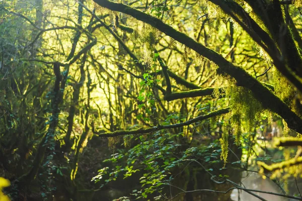 Zonnestralen Verlichten Het Bos Met Bomen Bomen Met Groen Mos — Stockfoto