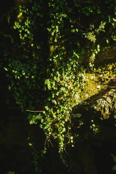 Zonnestralen Verlichten Het Bos Met Bomen Bomen Met Groen Mos — Stockfoto