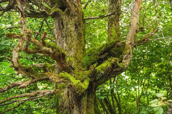 Caminhe Floresta Imeretinsky Árvore Velha Coberta Com Musgo Verde Descanse — Fotografia de Stock