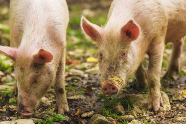 Domuzlar yeşil çim üzerinde otlatmak. Tarım hayvanları. Georgia 'da dinlenin. Beyaz domuzlar yere kazıyor. Hayvanlarla çiftlik.