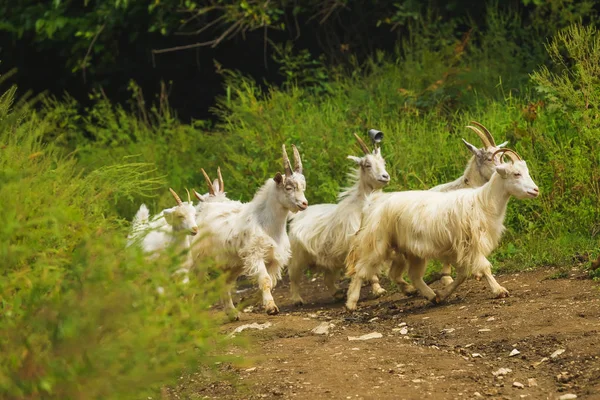 Cabras Brancas Pastam Pasto Verde Agricultura Geórgia Fazenda Com Animais — Fotografia de Stock