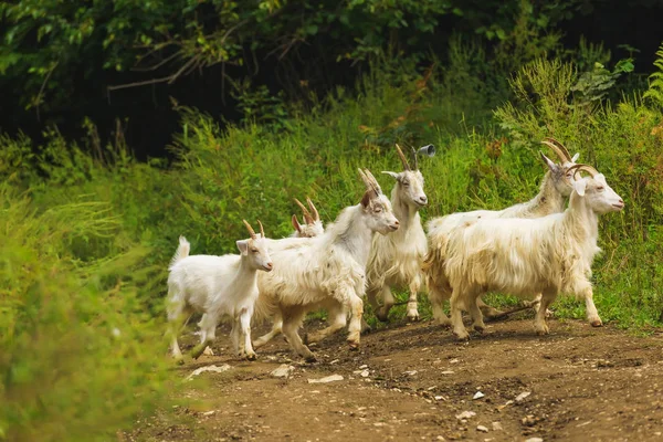 緑の牧草地で白いヤギが放牧 ジョージアの農業 イメレティで動物と農場 — ストック写真