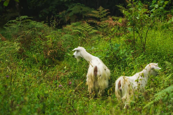 Weiße Ziegen Grasen Auf Einer Grünen Weide Landwirtschaft Georgien Bauernhof — Stockfoto