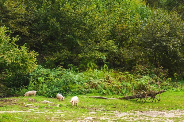 Pigs Graze Green Lawn Animals Agriculture Rest Georgia White Pigs — Stock Photo, Image