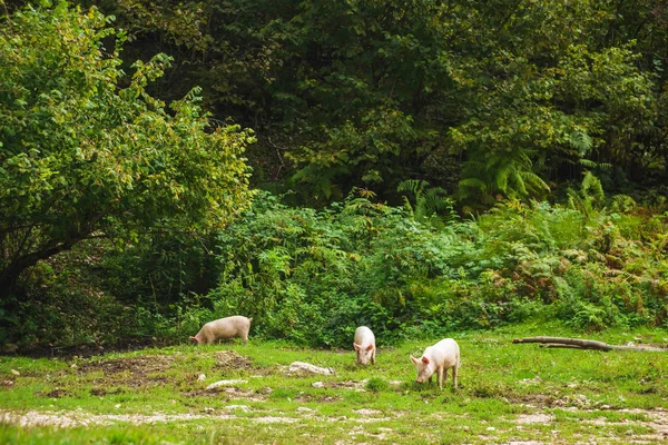 Schweine Grasen Auf Dem Grünen Rasen Tiere Der Landwirtschaft Ruhe — Stockfoto