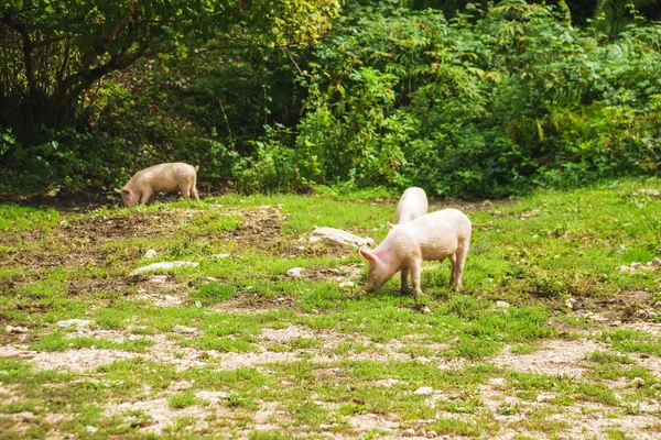 Schweine Grasen Auf Dem Grünen Rasen Tiere Der Landwirtschaft Ruhe — Stockfoto