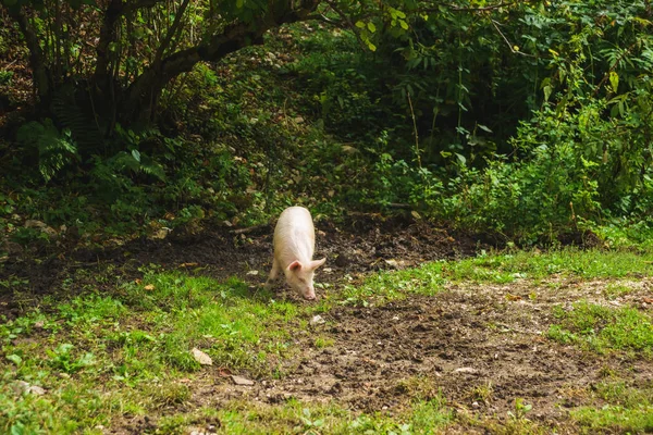 豚は緑の芝生の上で放牧される 農業の動物 グルジアで休む 白いブタは地面に掘ります — ストック写真