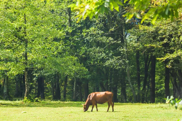 緑の牧草地で茶色の牛が放牧される ジョージアの農業 イメレティで動物と農場 — ストック写真