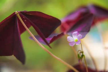 Bir tencerede çiçek oxalis eski bir ahşap pencerede duruyor. asidite üçgen koyu yaprakları. Bir tencerede ev bitki. Oxalis üzerinde küçük mor çiçekler.