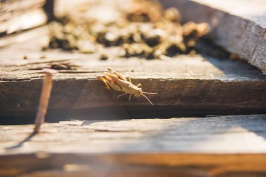 Grasshopper ahşap tahta üzerinde oturuyor. Böcek ahşap yüzeyinde yürür. Ahşap bir parça üzerinde küçük bir hafif çekirge.