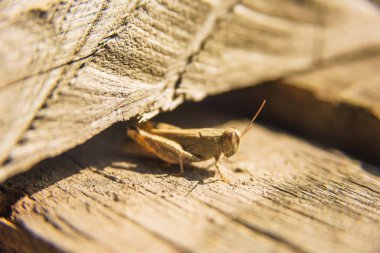 Grasshopper ahşap tahta üzerinde oturuyor. Böcek ahşap yüzeyinde yürür. Ahşap bir parça üzerinde küçük bir hafif çekirge.