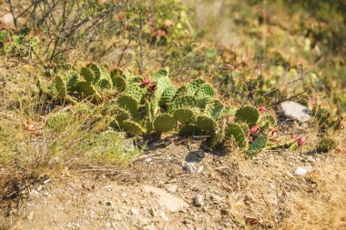 Yeryüzünde büyüyen düşük kaktüs. Doğadaki Prickly yeşil bitki. Prickly armut kaktüs. Gürcistan 'da dinlenme.