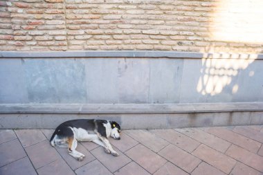 Siyah ve beyaz sokak köpeği binanın yakınında yatıyor. Tiflis sokaklarında hayvanlar. Georgia 'da tatil. Terk edilmiş Evcil hayvan.