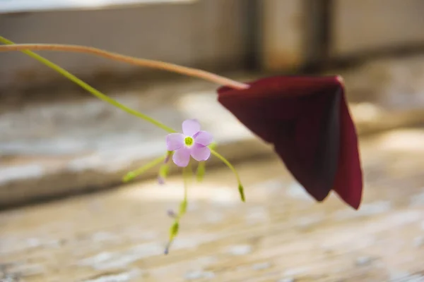 Λουλούδι Oxalis Μια Κατσαρόλα Στέκεται Ένα Παλιό Ξύλινο Παράθυρο Τριγωνικά — Φωτογραφία Αρχείου
