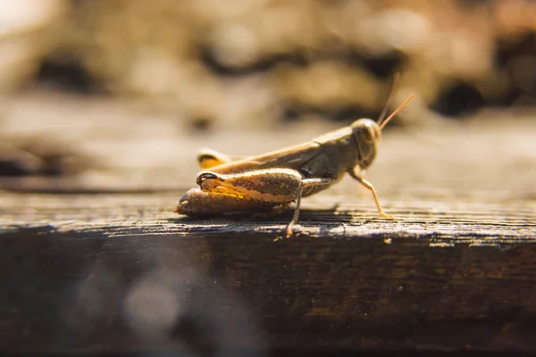 Sprinkhaan Zittend Houten Planken Het Insect Loopt Het Oppervlak Van — Stockfoto