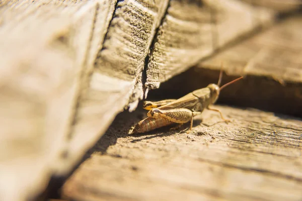 Sprinkhaan Zittend Houten Planken Het Insect Loopt Het Oppervlak Van — Stockfoto