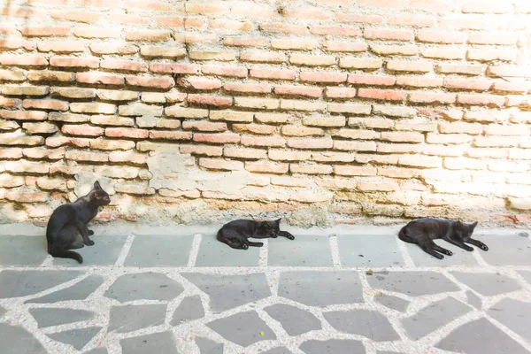 Chat Rue Noir Couché Sur Sol Animaux Dans Les Rues — Photo